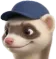 Le furet Point Débouchage