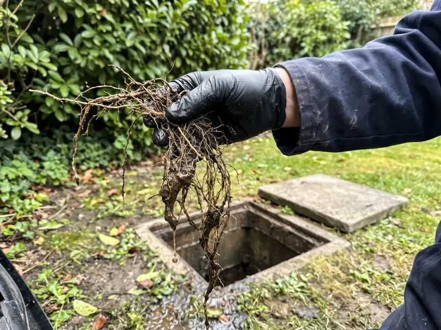 Débouchage canalisation Yvelines (78) : racines retirées d'une canalisation de jardin (illustration)